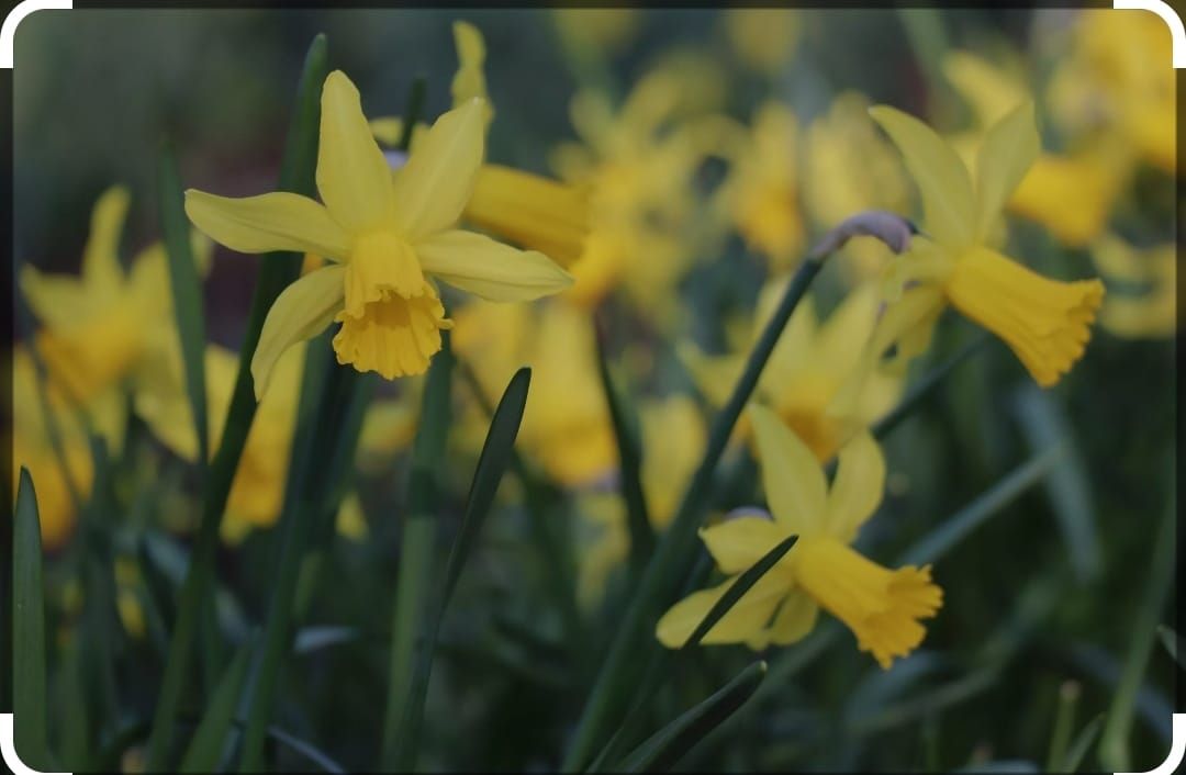 Daffodils for Midley Close Play Area 