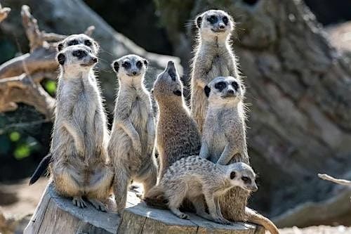 1 Day at the Zoo - Photography Workshops on Animal Action