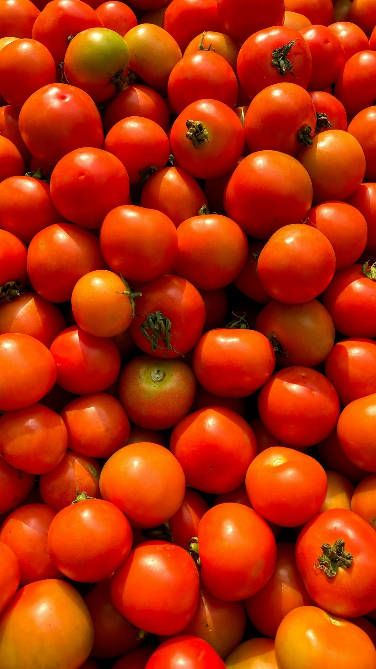 The Art of Sauces (Week 4: Tomato Sauce)