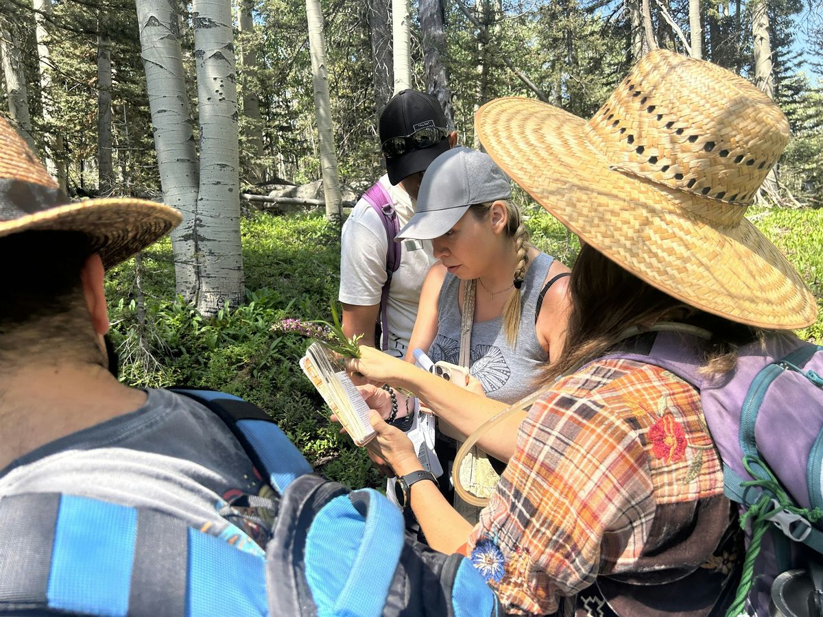 Foraging in Northern NM Taos