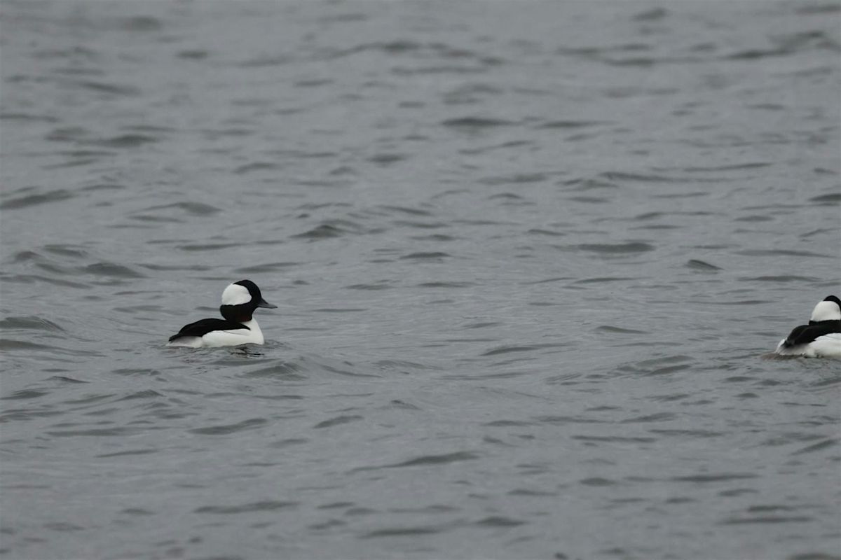 Fall birding at Sandy Hook - lot B meet up