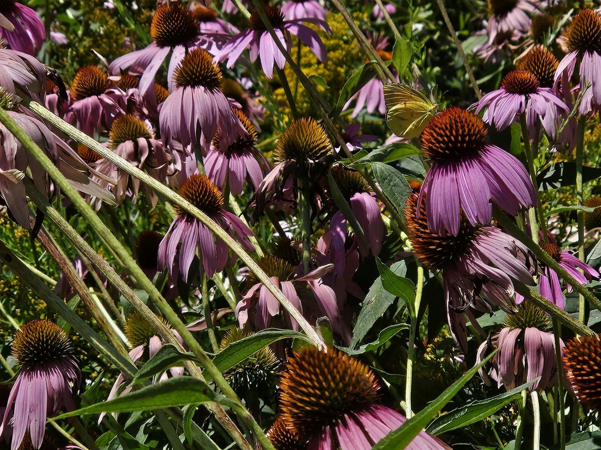 Fall Wildflowers of the Arboretum