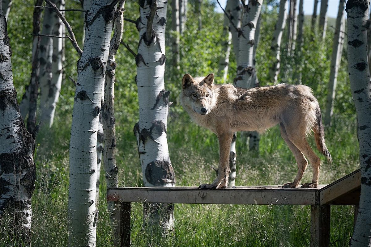 Wolves, Wilderness & Canmore\/Banff Photography Adventure