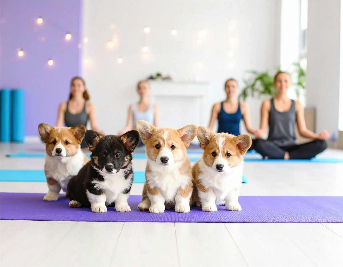 Puppy Yoga in Leamington Spa