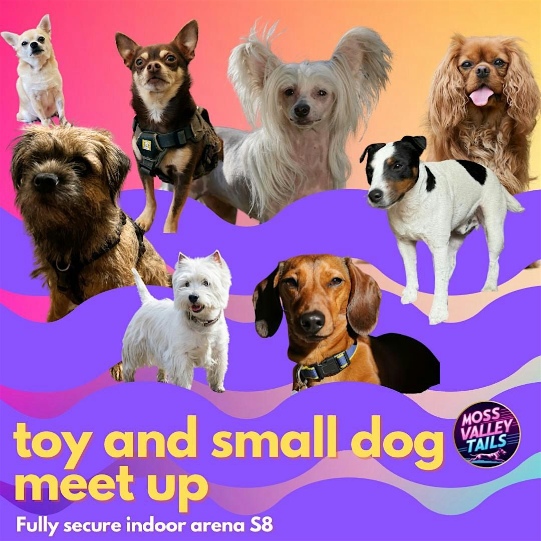 Off lead TOY AND SMALL dog social in a fully secure arena S8