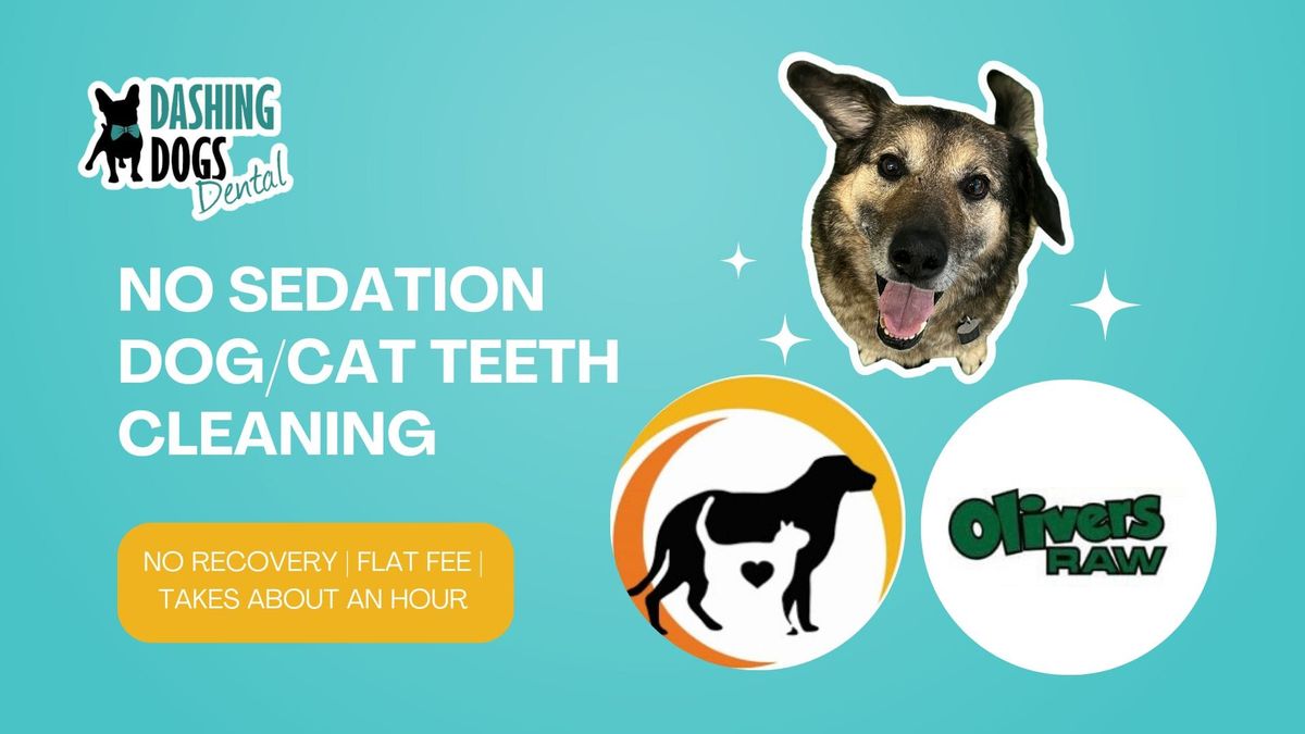 Dog\/Cat Teeth Cleaning - Nanaimo