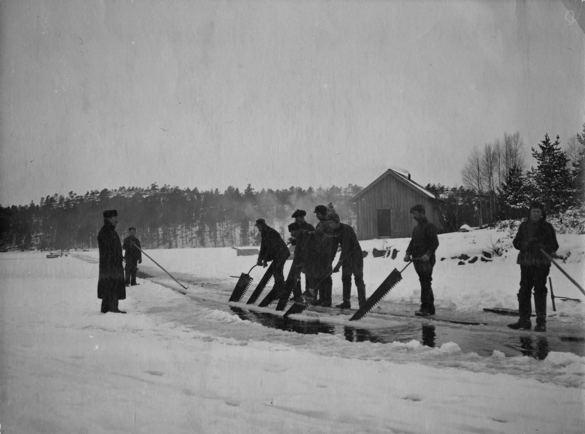 \u00abNaturens fabrikk\u00bb: Eksport av naturis fra Norge 1850-1920