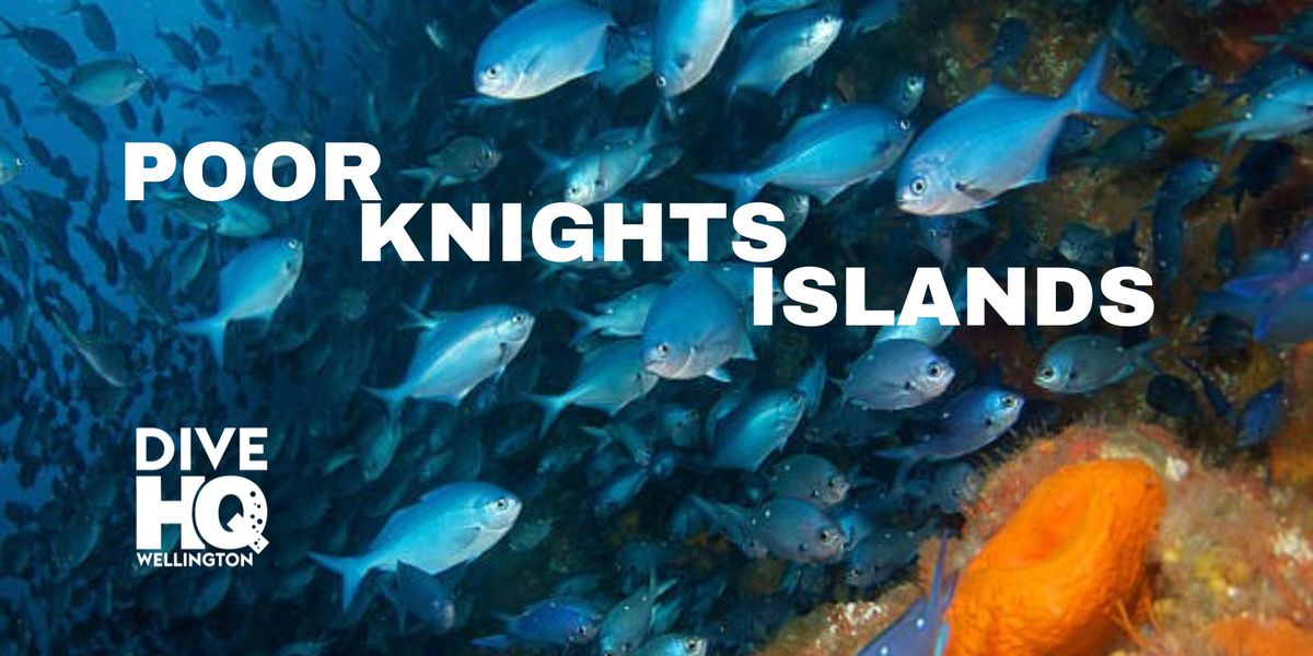 Poor Knights Islands - Club Trip