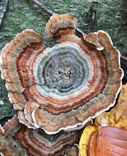 Simple Medicinal Mushroom Preparations