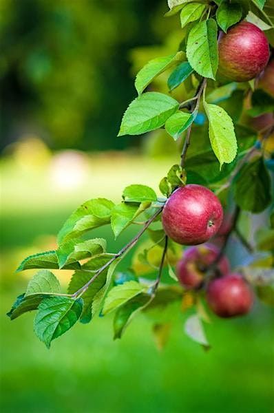 Fruit Tree Pruning (2\/15)