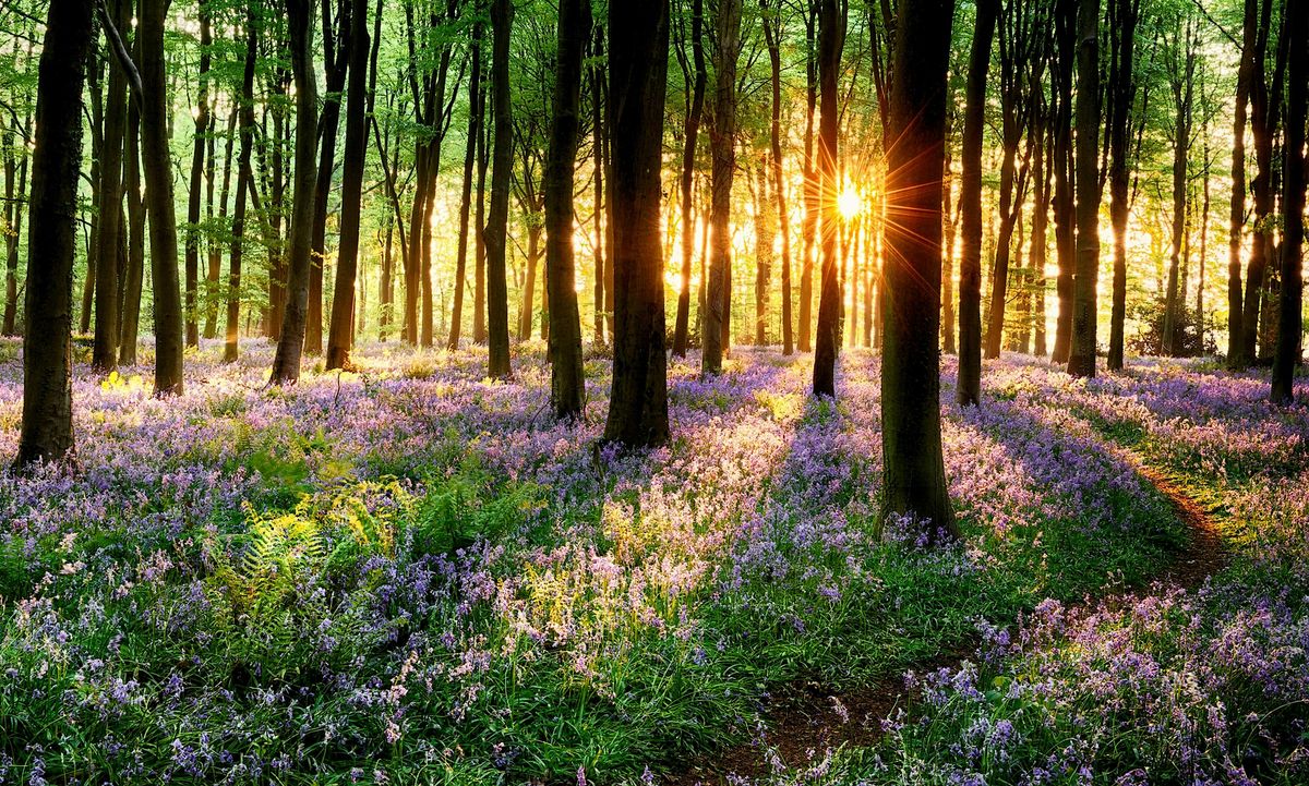 Spring Sound Bath & Mediation