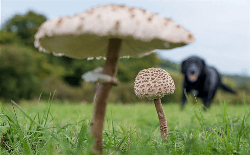 Fungi Foray - Farthing Downs