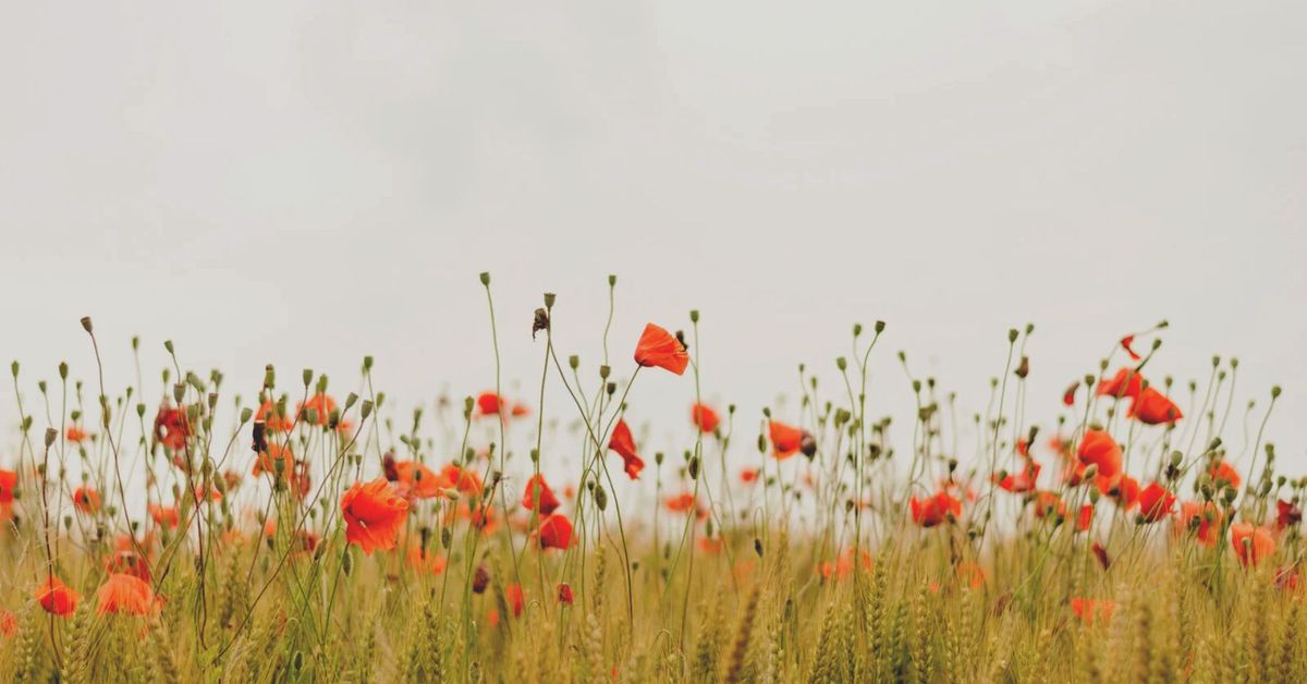 Fredericksburg Post 3103 VFW Poppy Distribution