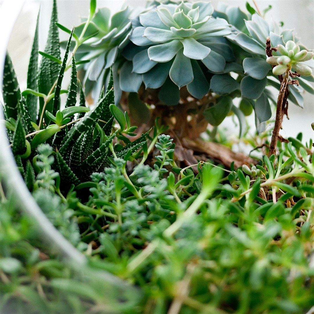 Succulent Container Garden Workshop