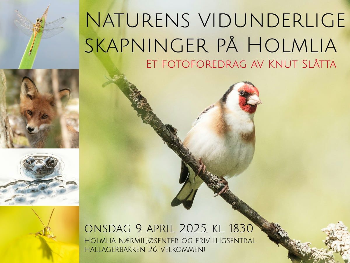 "Naturens vidunderlige skapninger p\u00e5 Holmlia". Et fotoforedrag av Knut Sl\u00e5tta.