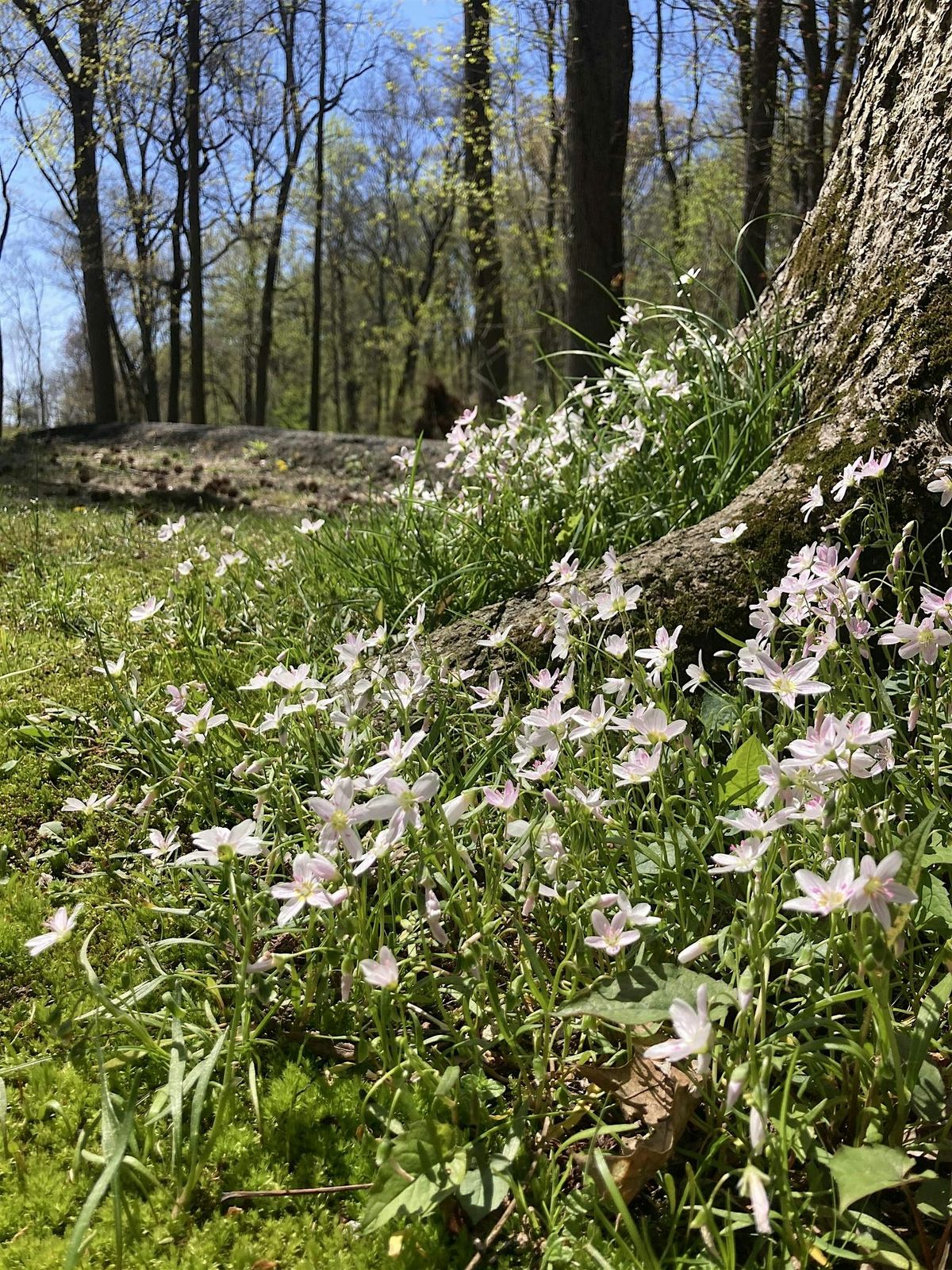 Alley Pond Park City Nature Challenge Guided Hike