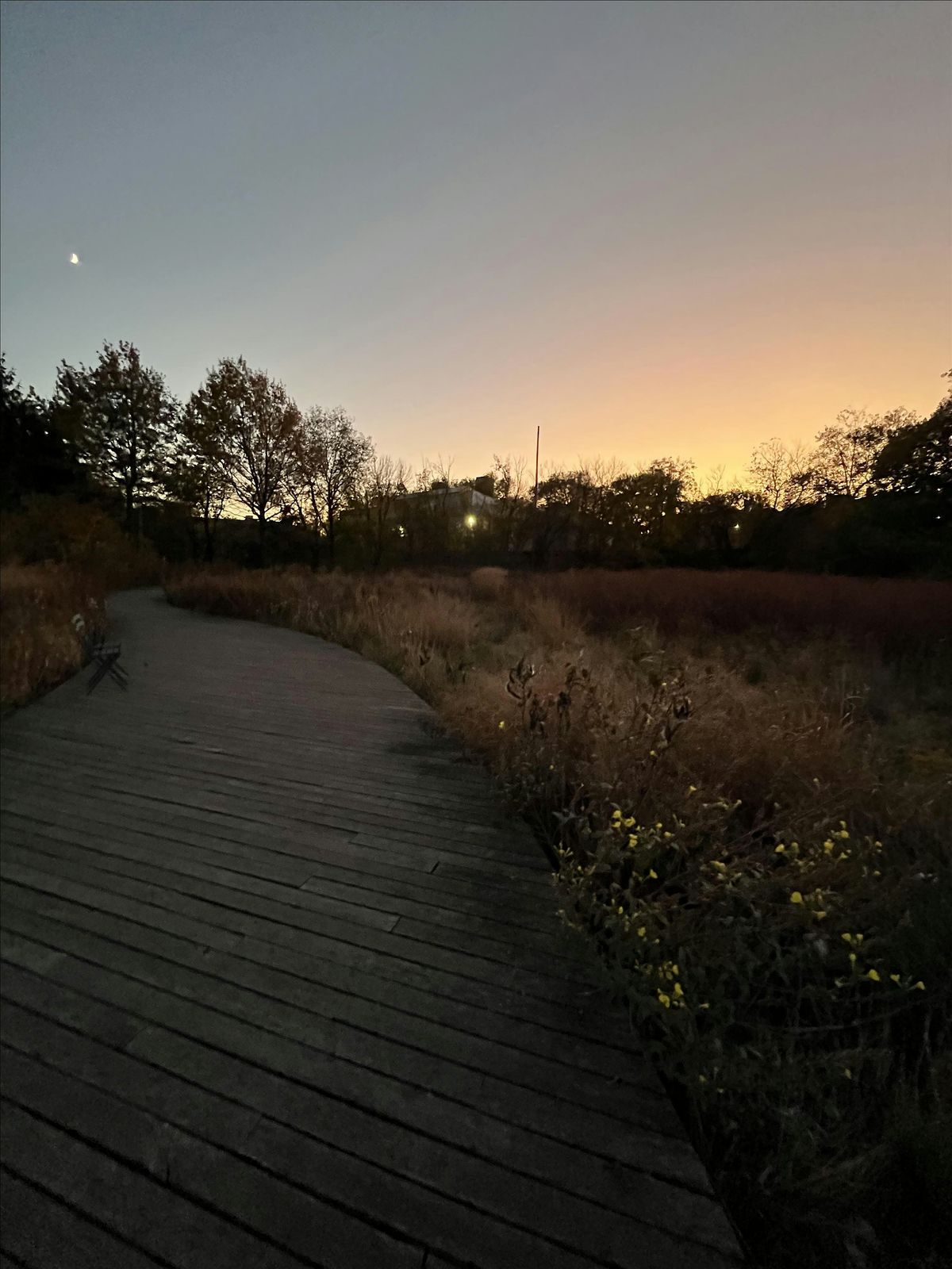 Live Webinar: presenting bats observed at the Naval Cemetery Landscape