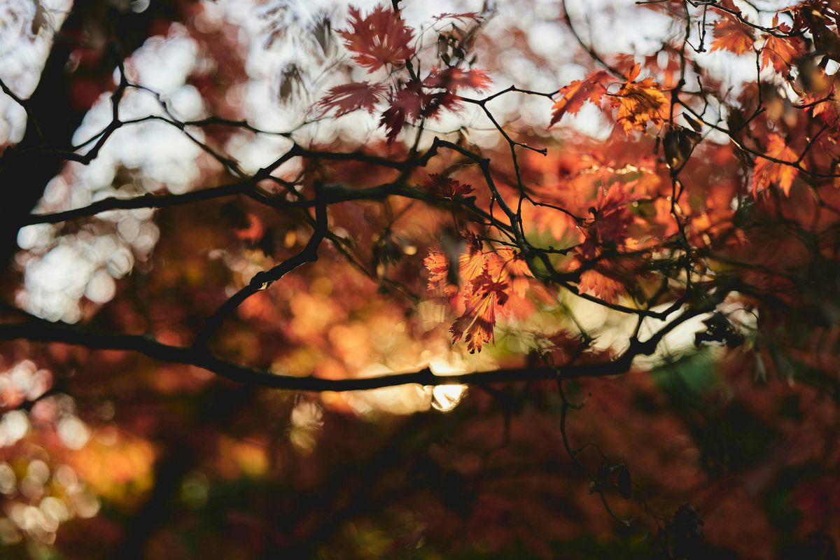Autumnal Equinox Introduction to Forest Bathing