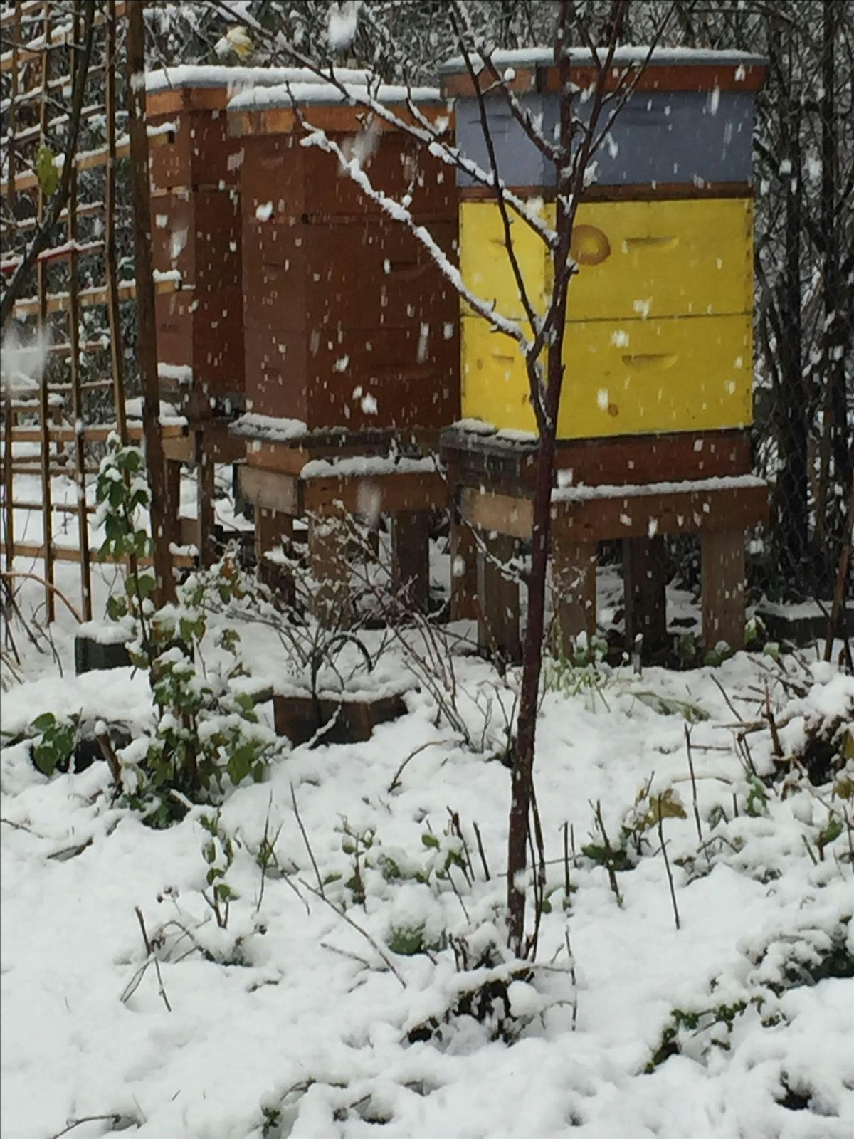 The 2025 RBA Holiday Social & Dessert Potluck