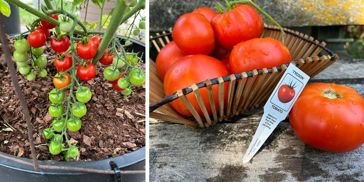 Growing  Summer Tomatoes