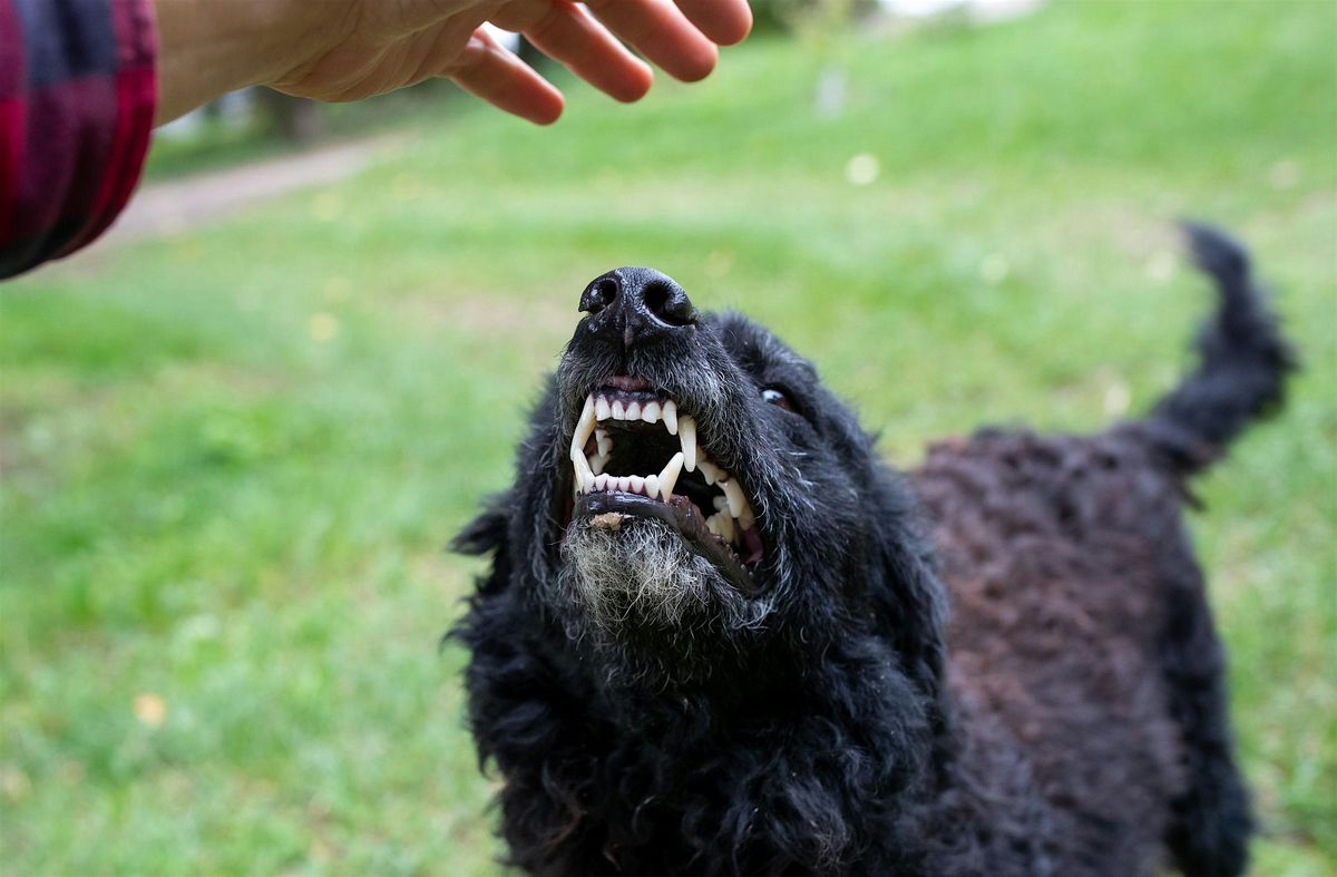 Dog Aggression Training Class (Sevenoaks, Kent)