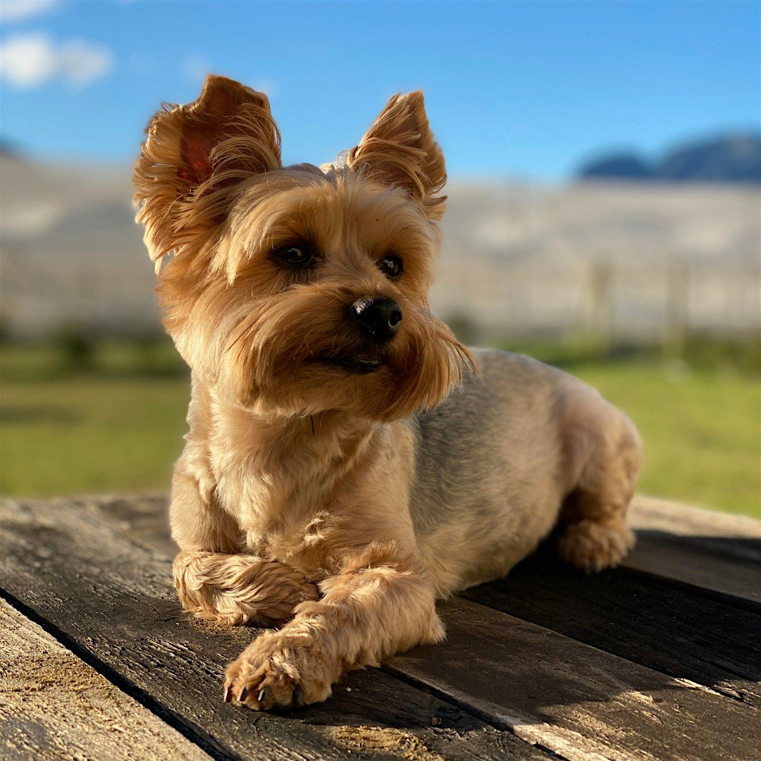 Puppy Yoga by Yoga Kawa Hamilton Yorkie Puppies