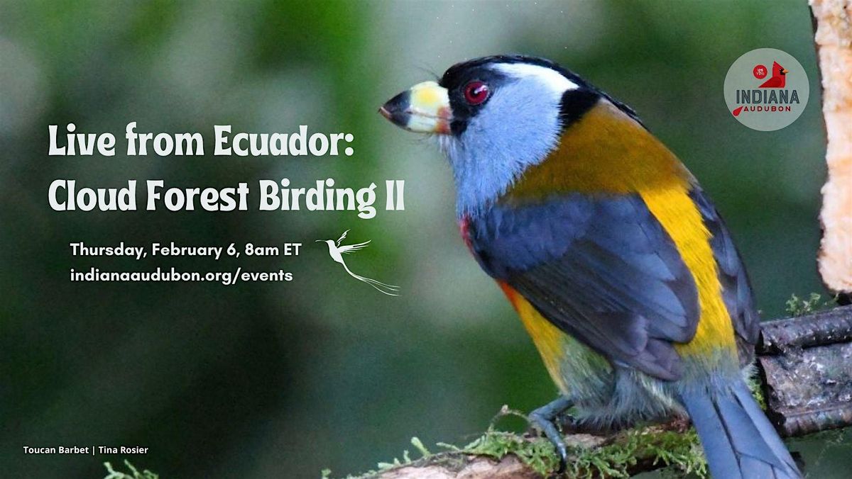 Live from Ecuador: Cloud Forest Birding II