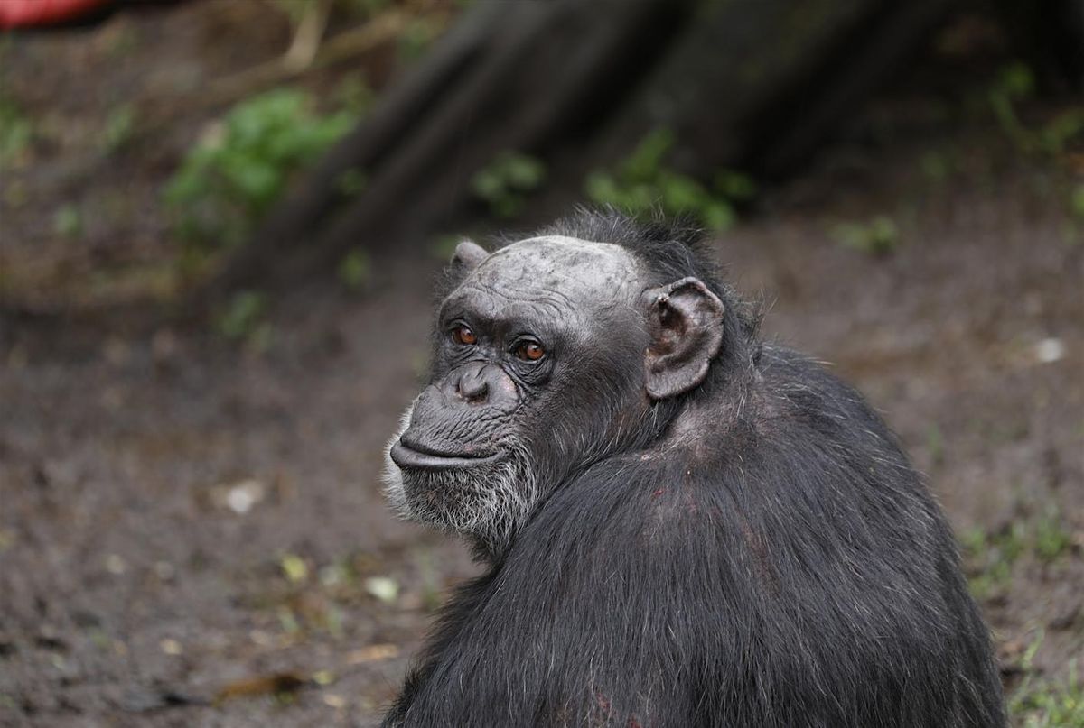 Zoofari Tours: Love