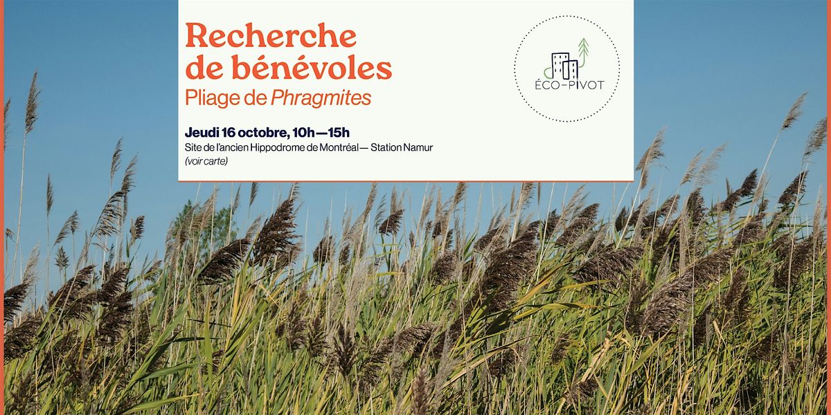 Corv\u00e9e de pliage de Phragmites australis