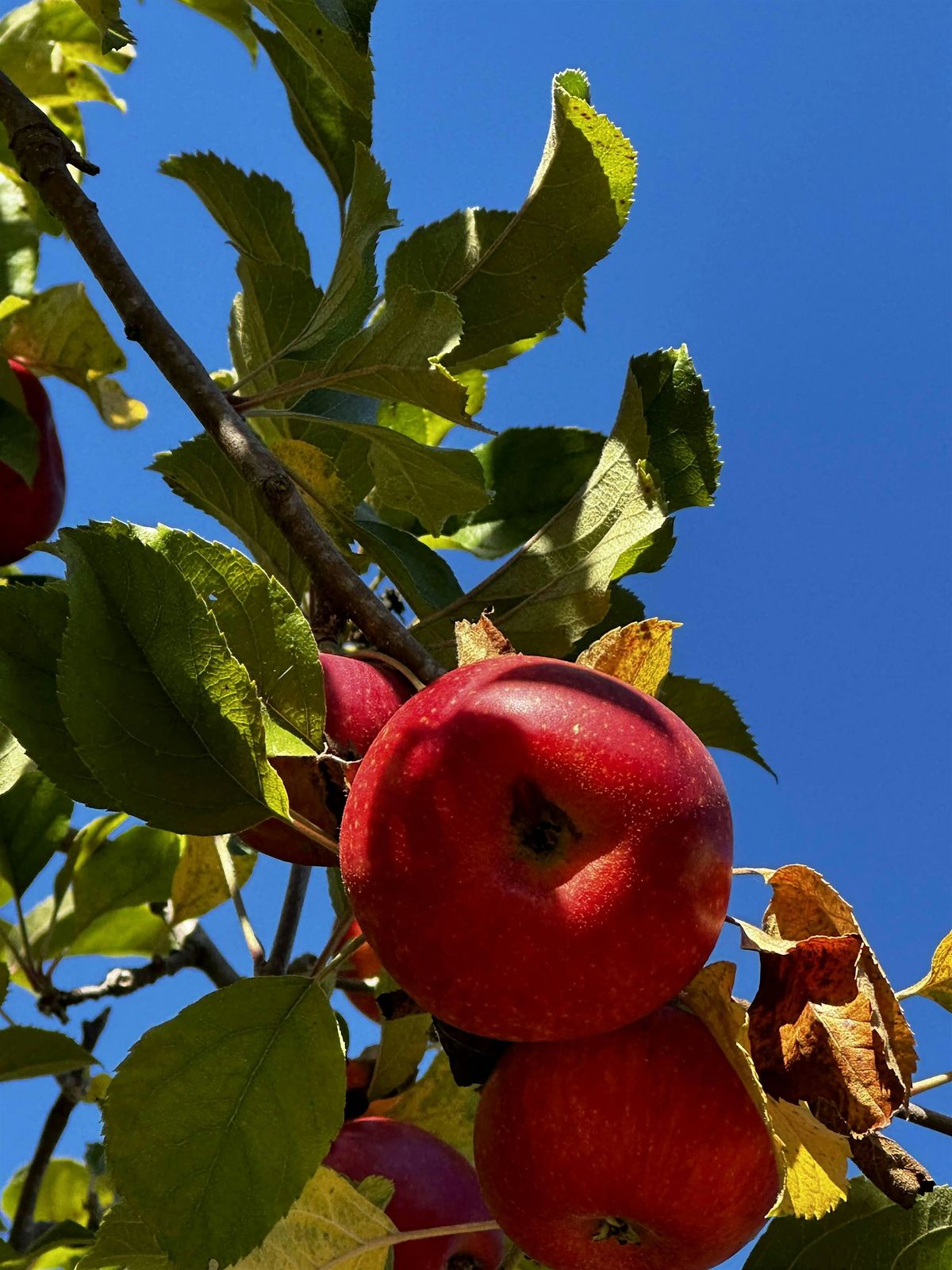 Fruit Rescue - Pleasanton \/ San Ramon \/ Danville Area