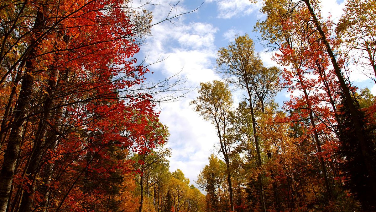 Fall Ecology Walk