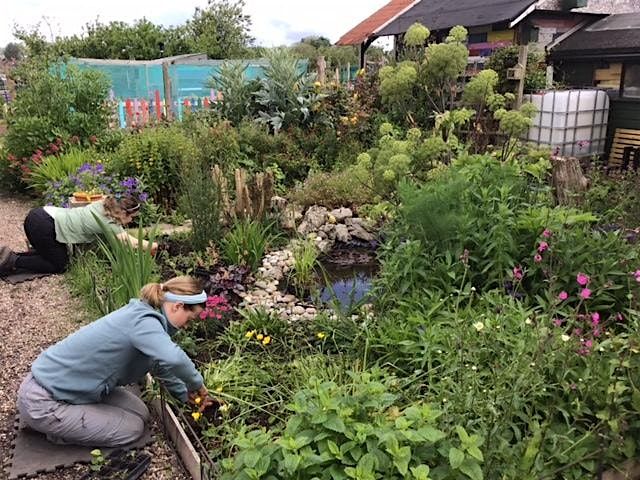 Gardening for Wildlife in Autumn