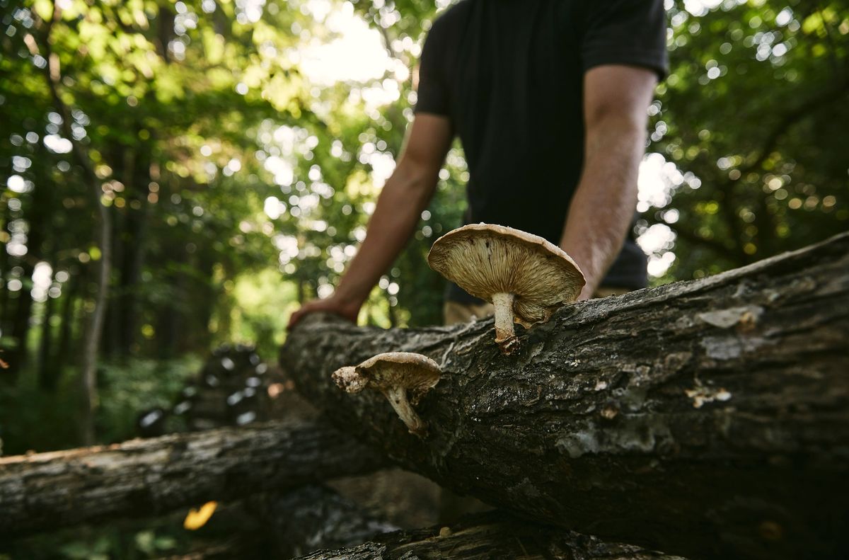 Shiitake Social: Session 1 at Finley Farms