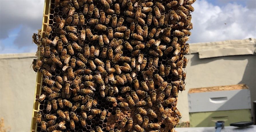'Taste the Farm Tour' Special: Honey!