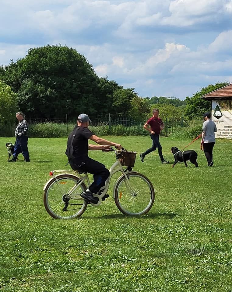 Egzaminy BH-VT, IGP 1-3, FPR1-3, Testy psychiczne, Przegl\u0105d hodowlany, Przegl\u0105d hod.- kwalifikacja