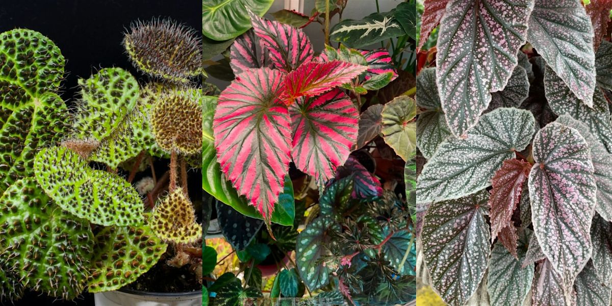 Buxton Branch of the American Begonia Society at Mahoney's Brighton