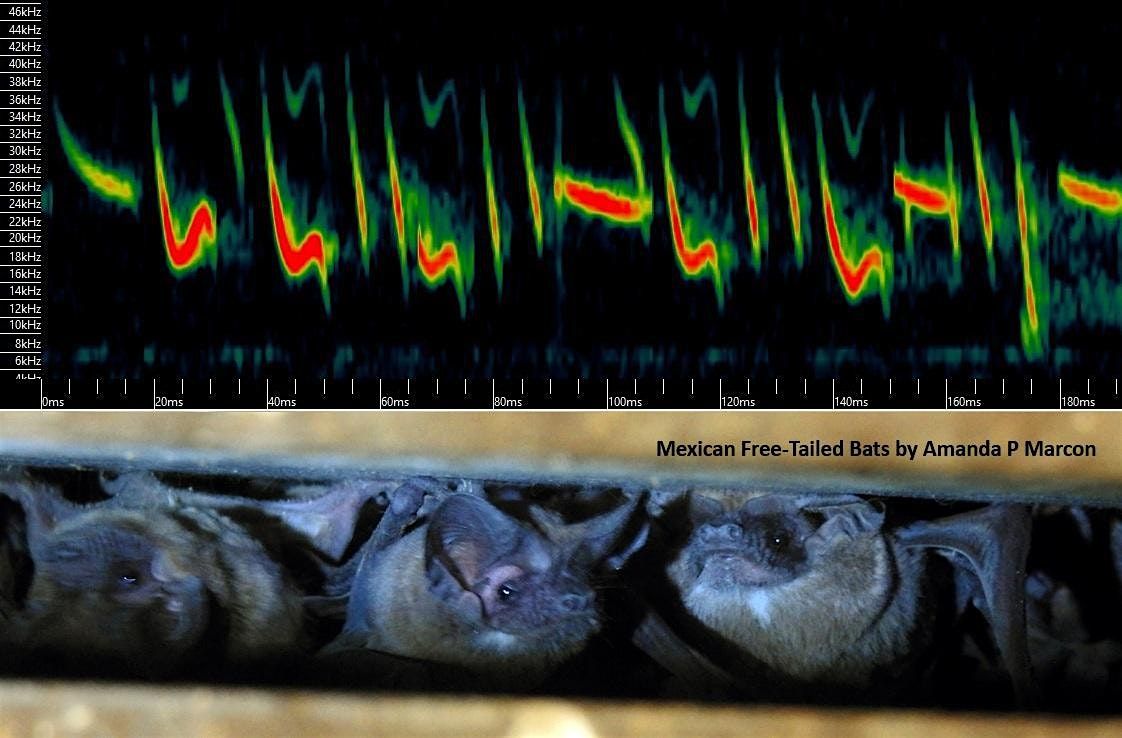 Bat Week: Caller ID