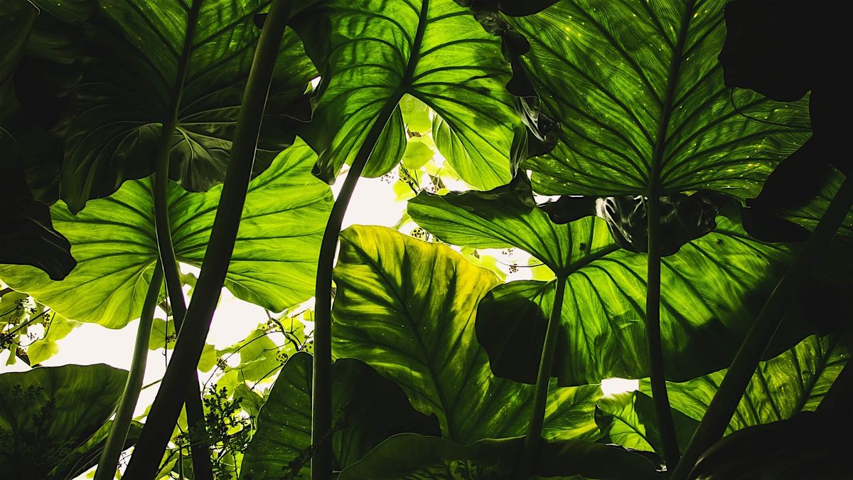 Tropical Gardening