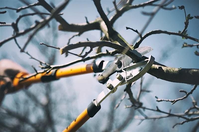 Winter Fruit Tree Pruning