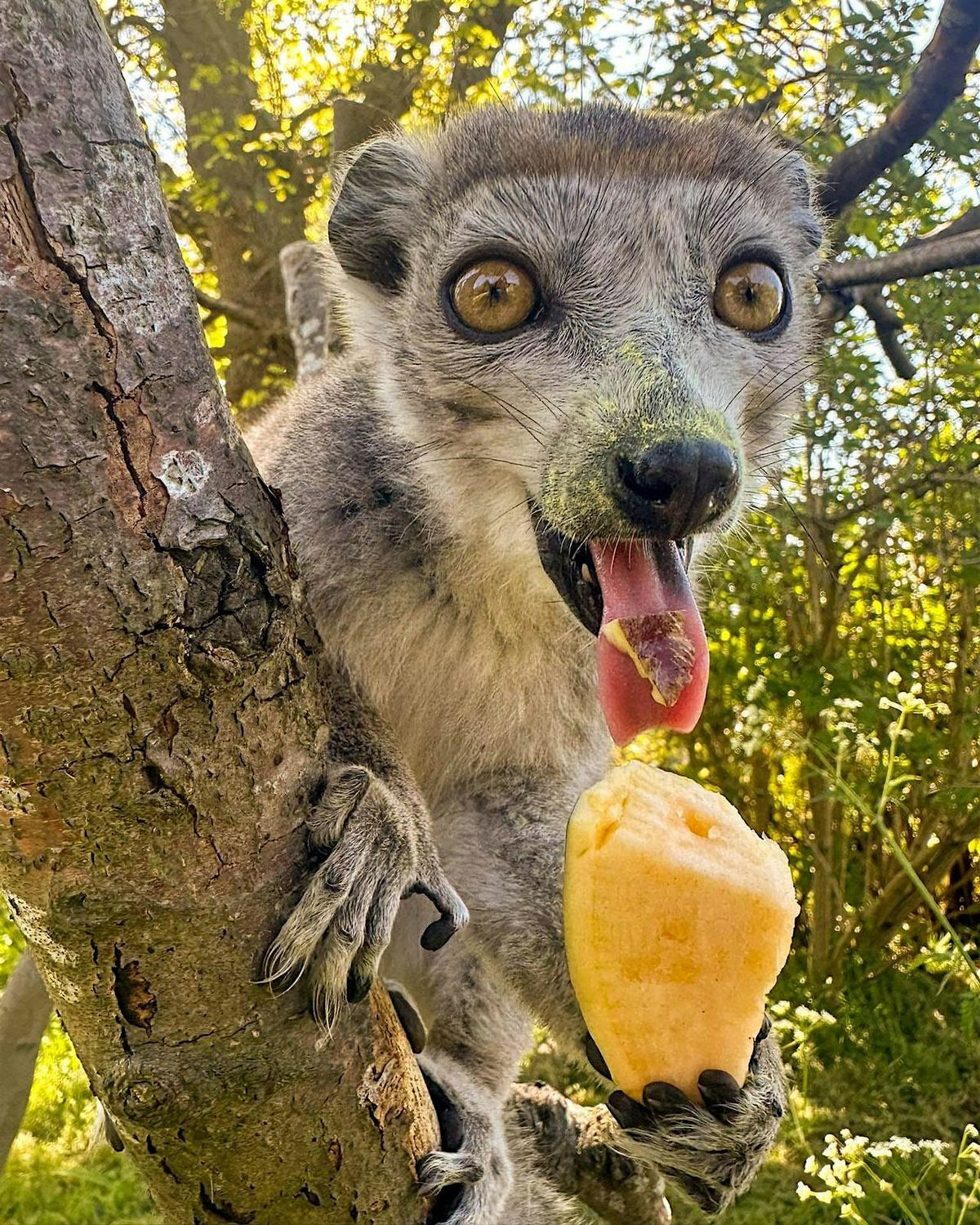 Tea and Talks: Feeding time at the zoo