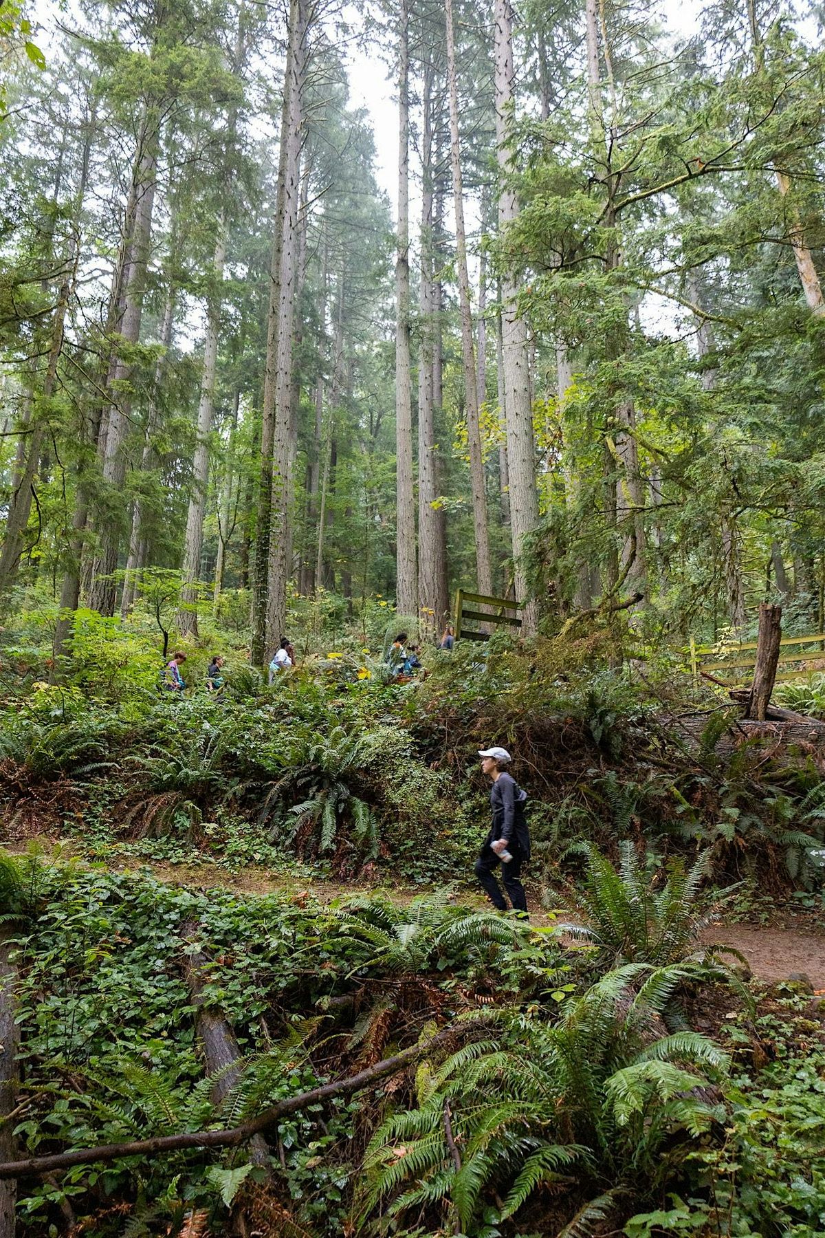 Forest bathing and mindful zen walk