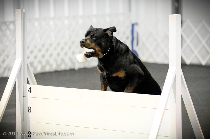 HDTC Fall Obedience Trials