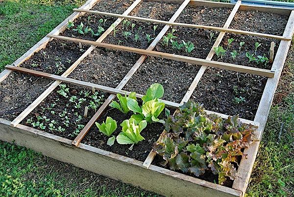 Square Foot Gardening