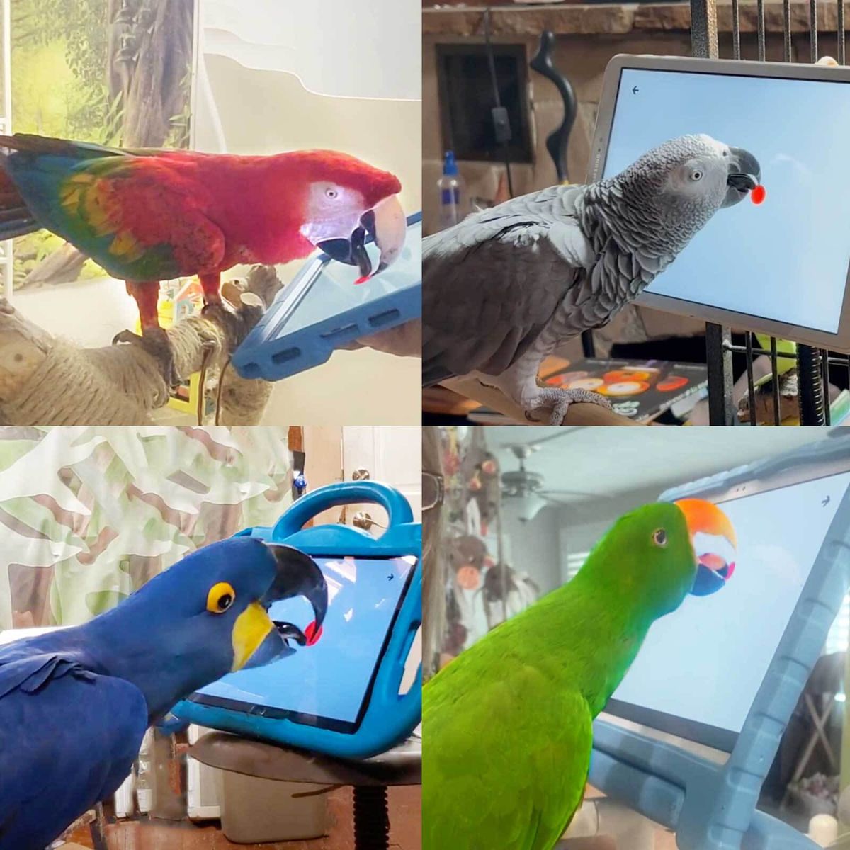 Animals Take Control: Technology for Enrichment and Connection