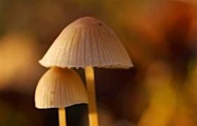 Hidden Fungus at Collyweston Great Wood