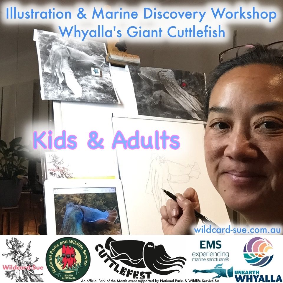Illustration & Marine Discovery VR - Giant Cuttlefish - Whyalla - 9 July