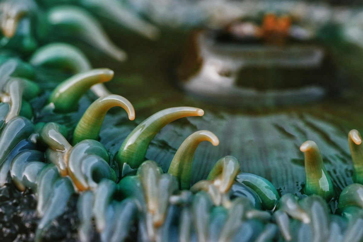 Yachats State Park Tidepool Ambassador Tour