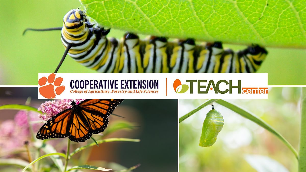 Wings of Wonder: Explore the World of Monarch Butterflies