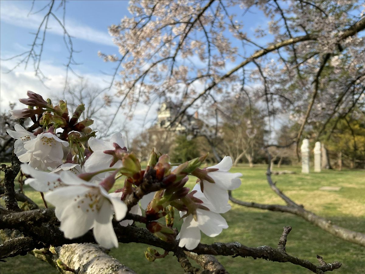 Tree Time: Flowers for Spring