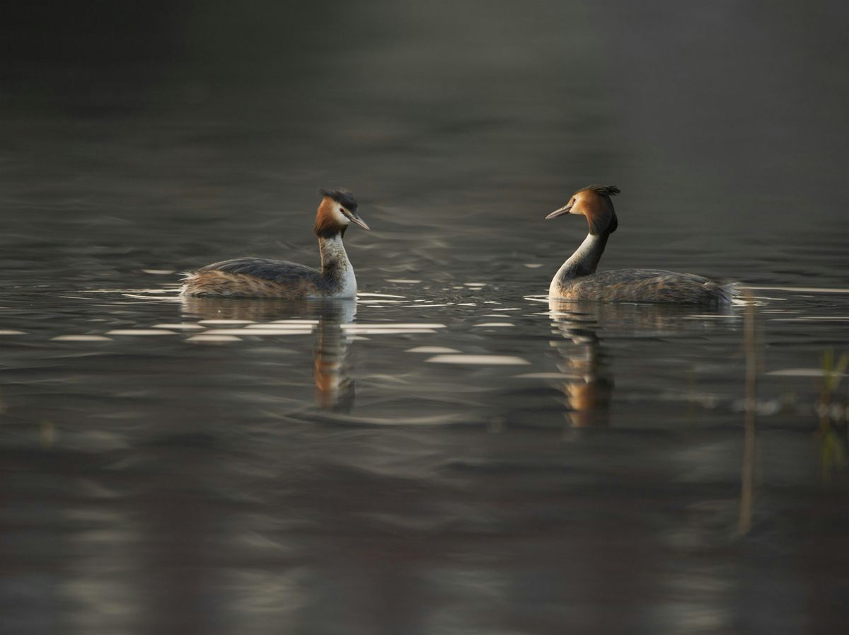 Winter Bird Walk at Tameside Nature Reserve